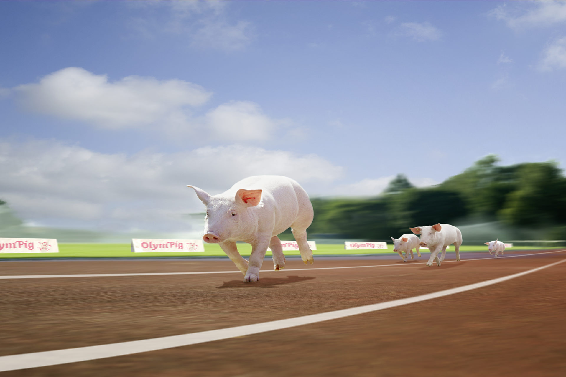Bildbearbeitung und Bildcomposing Olympig Schweine die rennen
